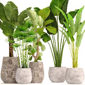 Collection plants 3D model